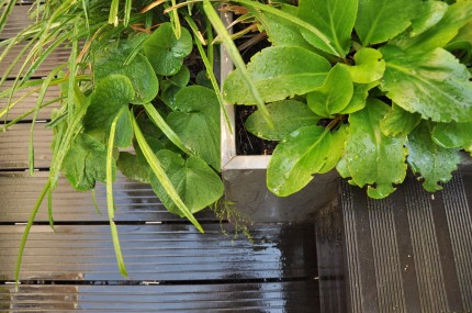 Jardinières design - Atelier DLV